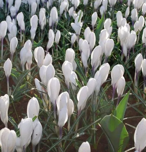 White flowers Giverny gardens